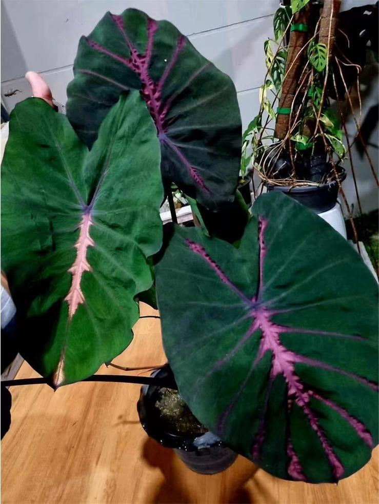 Colocasia black knight TC | Grower's Choice, Macau Collection