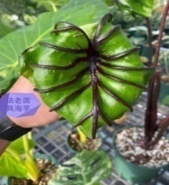 Colocasia Paraoh Mask TC | Grower's Choice, Macau Collection