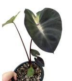 Colocasia esculenta Tropical Storm TC | Grower's Choice, Macau Collection