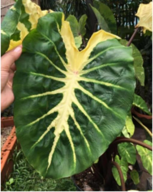 Colocasia esculenta White Lava TC | Grower's Choice, Macau Collection