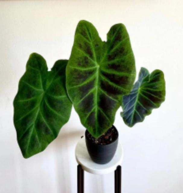 Colocasia esculenta illustris TC | Grower's Choice, Macau Collection