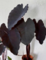 Colocasia esculenta Black Magic TC | Grower's Choice, Macau Collection