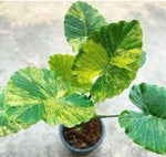 Colocasia Gageana Aurea variegated TC | Grower's Choice, Macau Collection