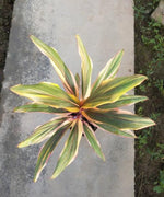 Cordyline fruticosa(Lemon lime) TC | Grower's Choice, Macau Collection