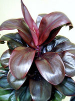 Cordyline fruticosa ‘Kolly’ TC | Grower's Choice, Macau Collection
