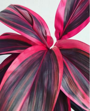 Cordyline Pink Champion TC | Grower's Choice, Macau Collection