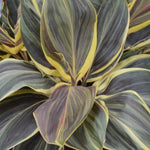 Cordyline fruticosa 'Chocolate Queen' TC | Grower's Choice, Macau Collection