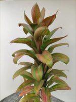 Cordyline fruticosa(Harlequin) TC | Grower's Choice, Macau Collection