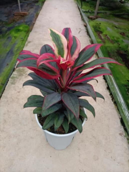 Cordyline fruticosa(Red Edge) TC | Grower's Choice, Macau Collection