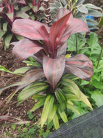 Cordyline Mini Me TC | Grower's Choice, Macau Collection