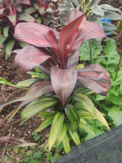 Cordyline Mini Me TC | Grower's Choice, Macau Collection