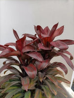 Cordyline fruticosa(Cointreau) TC | Grower's Choice, Macau Collection