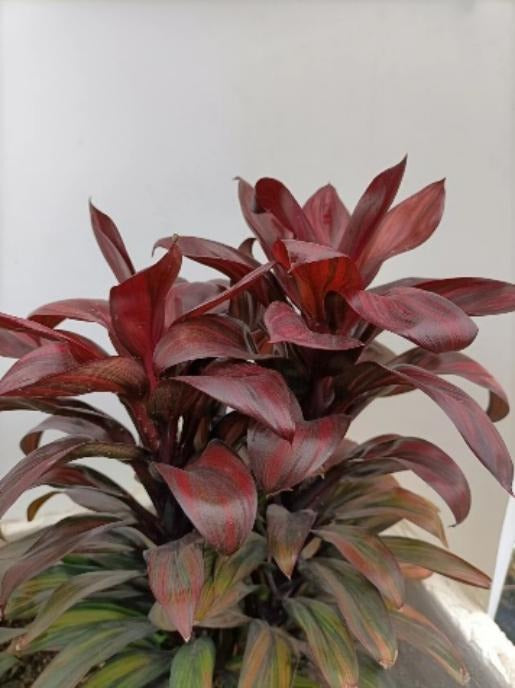 Cordyline fruticosa(Cointreau) TC | Grower's Choice, Macau Collection