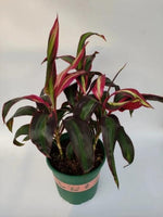 Cordyline fruticosa(L.) TC | Grower's Choice, Macau Collection