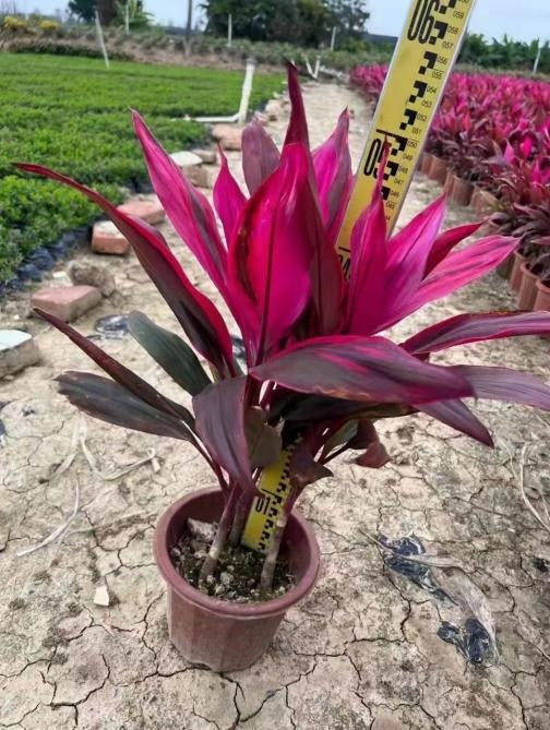 Cordyline fruticosa Cheval. ‘Aichiaka’ TC | Grower's Choice, Macau Collection
