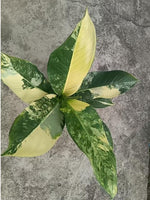 Dieffenbachia Thai TC | Grower's Choice, Macau Collection
