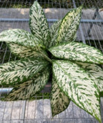 Dieffenbachia White Etna TC | Grower's Choice, Macau Collection