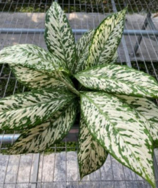 Dieffenbachia White Etna TC | Grower's Choice, Macau Collection