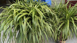 Dracaena draco variegated TC | Grower's Choice, Macau Collection