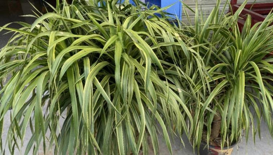 Dracaena draco variegated TC | Grower's Choice, Macau Collection