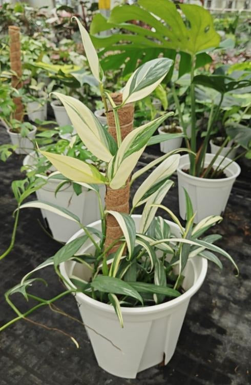 Epipremnum amplissimum albo variegated TC | Grower's Choice, Macau Collection