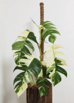 Epipremnum Pinnatum Variegated TC | Grower's Choice, Macau Collection