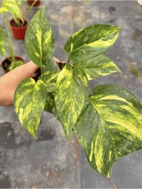 Epipremnum yellow flame TC | Grower's Choice, Macau Collection