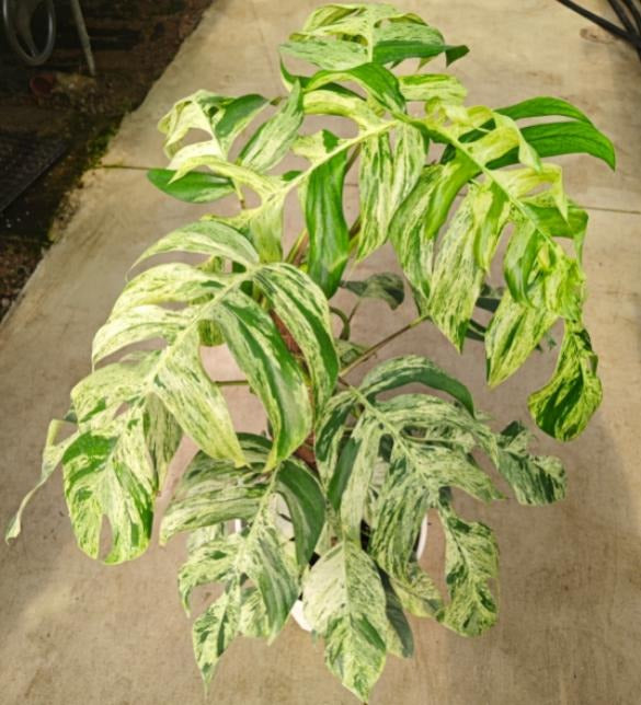 Epipremnum giganteum marble variegated TC | Grower's Choice, Macau Collection