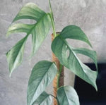 Epipremnum pinnatum 'Cebu Blue' TC | Grower's Choice, Macau Collection