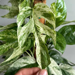 Epipremnum pinnatum 'Cebu Blue' variegated TC | Grower's Choice, Macau Collection