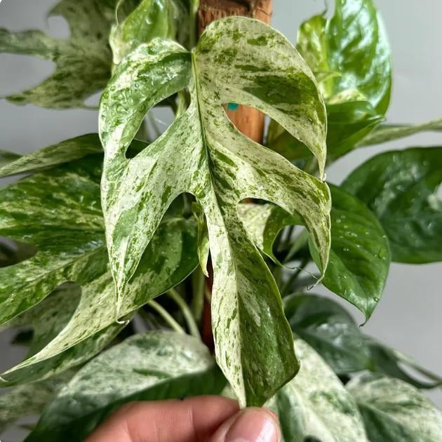 Epipremnum pinnatum 'Cebu Blue' variegated TC | Grower's Choice, Macau Collection