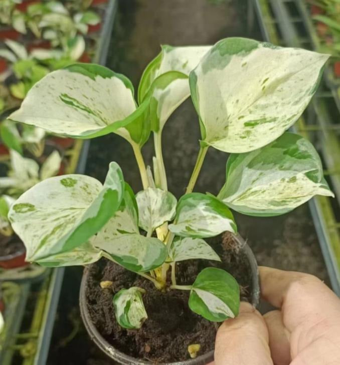 Epipremnum Manjula/Happy Leaf TC | Grower's Choice, Macau Collection