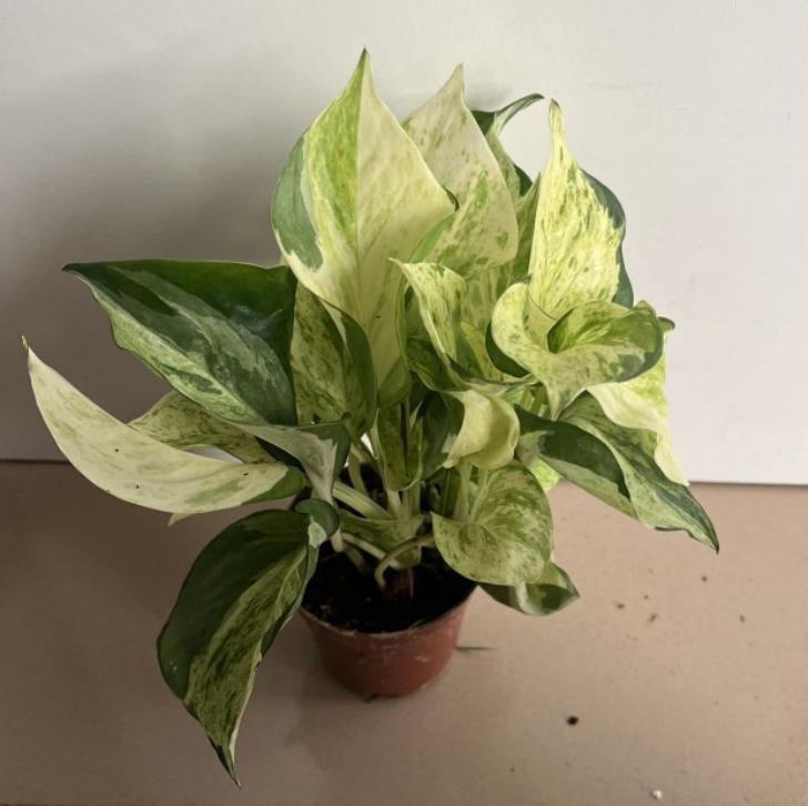 Epipremnum manjula TC | Grower's Choice, Macau Collection