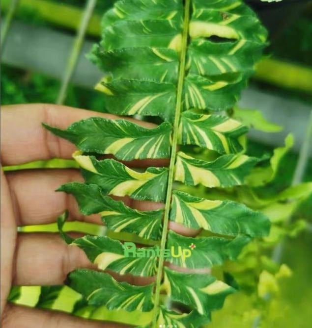 Fern Tiger variegated TC | Grower's Choice, Macau Collection