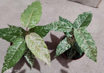 Ficus Aspera TC | Grower's Choice, Macau Collection