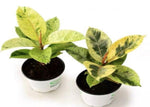Ficus Elastica Shivereana TC | Grower's Choice, Macau Collection