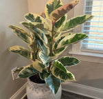 Ficus Tineke TC | Grower's Choice, Macau Collection