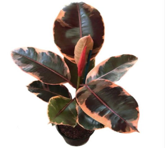 Ficus Ruby TC | Grower's Choice, Macau Collection