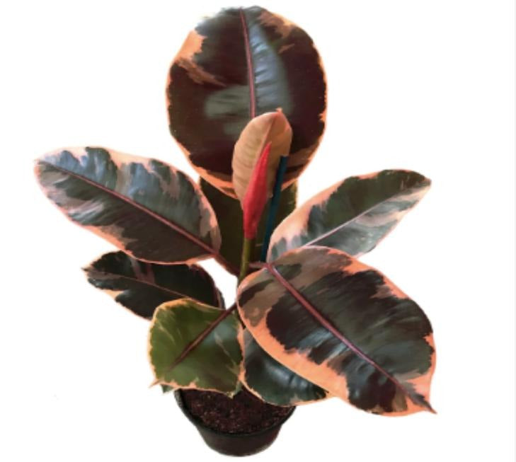 Ficus Ruby TC | Grower's Choice, Macau Collection