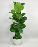Ficus Fiddle Classic TC | Grower's Choice, Macau Collection