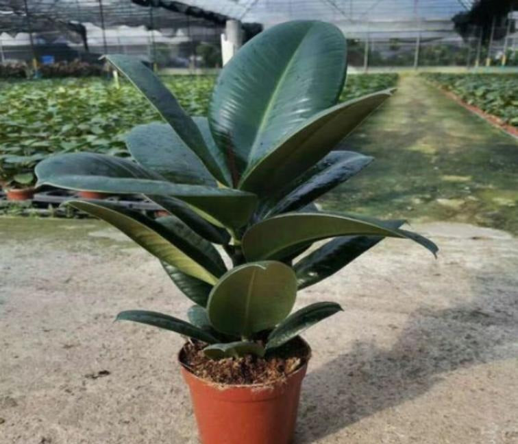 Ficus Green Prince TC | Grower's Choice, Macau Collection