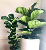 Ficus Fiddle Bambino TC | Grower's Choice, Macau Collection