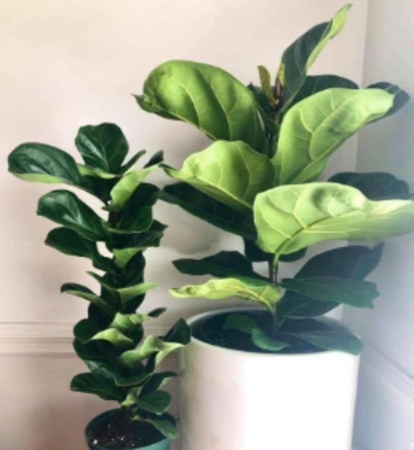 Ficus Fiddle Bambino TC | Grower's Choice, Macau Collection