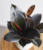 Ficus Black Prince TC | Grower's Choice, Macau Collection