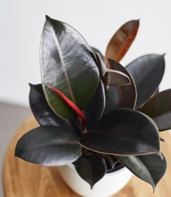 Ficus Black Prince TC | Grower's Choice, Macau Collection