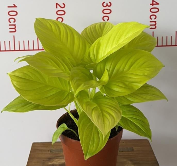 Homalomena golden TC | Grower's Choice, Macau Collection