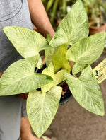 HOMALOMENA SULCATA "CREAM FROST" TC | Grower's Choice, Macau Collection