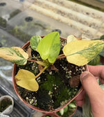 Homalomena Aurea TC | Grower's Choice, Macau Collection