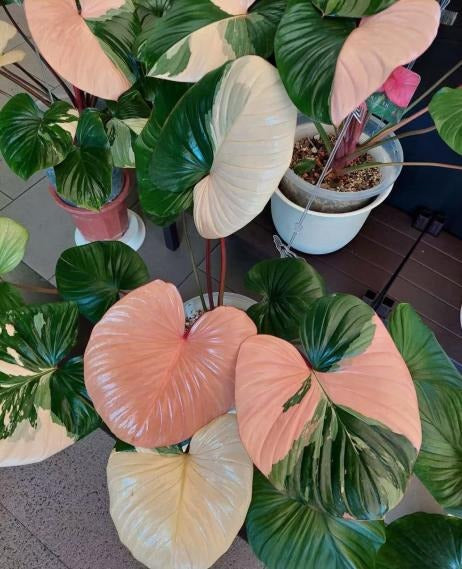 Homalomena pink variegated TC | Grower's Choice, Macau Collection