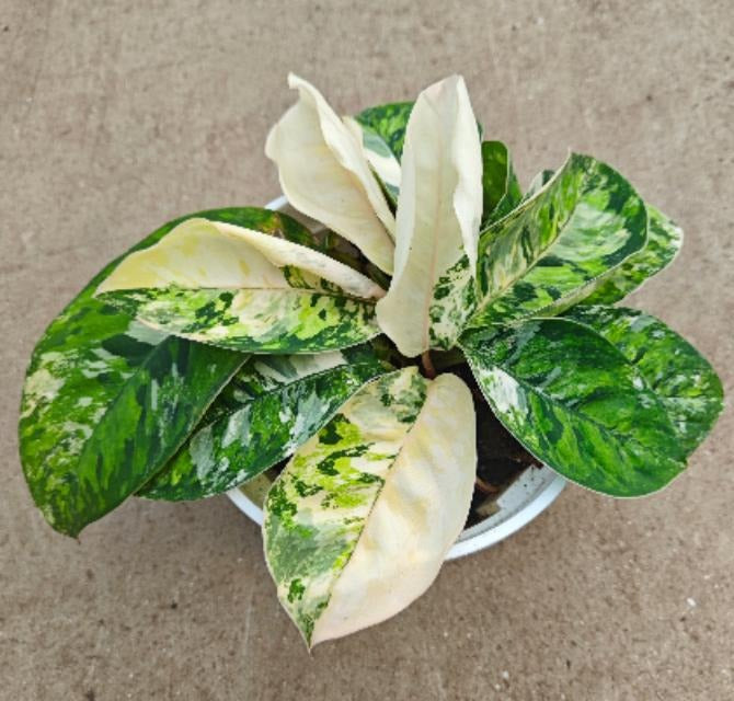 Homalomena Camouflage Ablo TC | Grower's Choice, Macau Collection